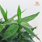 Lotus Bamboo 3 In 1
