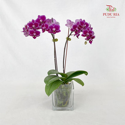Phalaenopsis Orchid Spots Purple Mini Double Stem