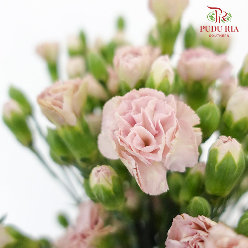 Carnation Spray Vintage Purple (18-20 Stems) - Pudu Ria Florist Southern