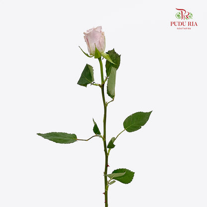 Rose Menta (8-10 Stems)