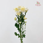 Chrysanthemum Pompom Light Yellow - (10-12 Stems)