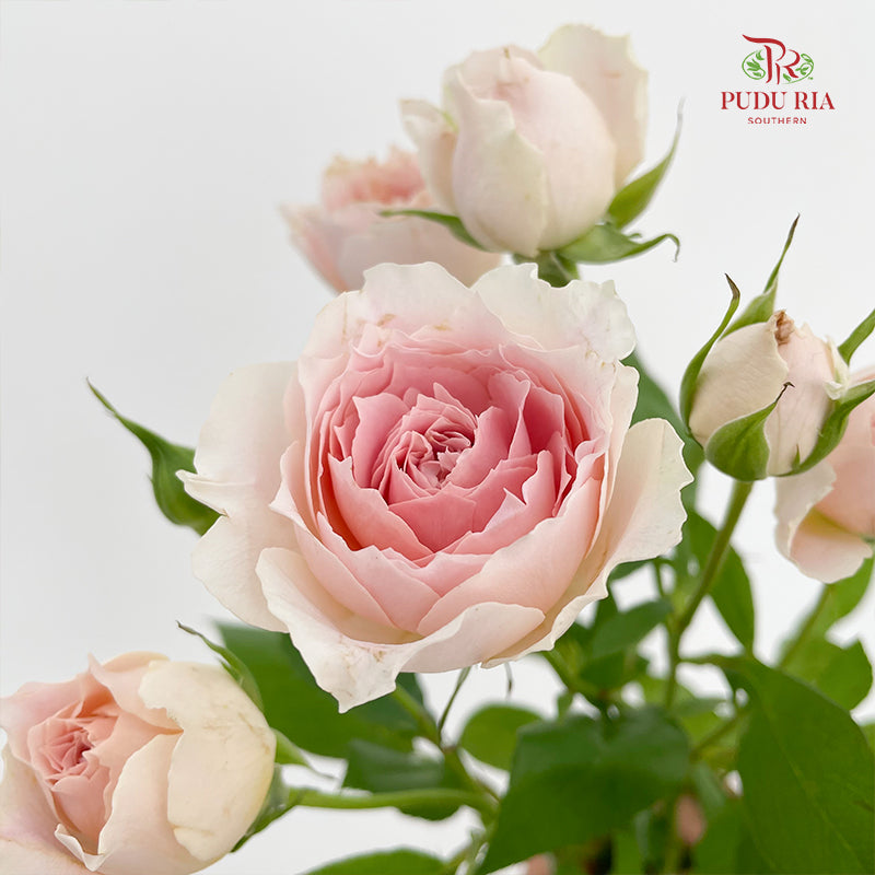 Rose Spray Cheering Squad Apricot - (8-10 Stems)