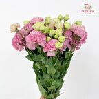 Eustoma Wave Pink - (12-15 Stems)