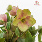 Helleborus - (Per Bundle)
