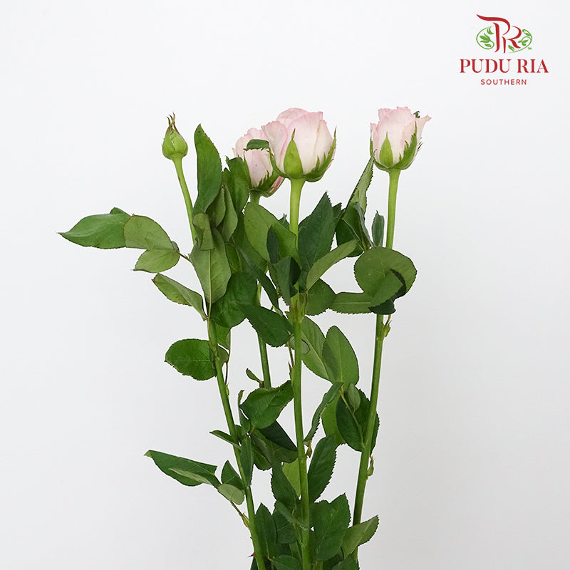 Rose Spray Dreaming (8-10 Stems) - Pudu Ria Florist Southern