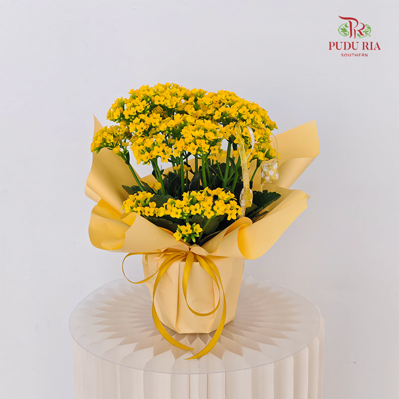 Hari Raya Arrangement - Kalanchoe