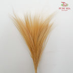 Dry Barba Bleached - Pudu Ria Florist Southern