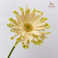 Gerbera Pasta Carbonara - (5 Stems)