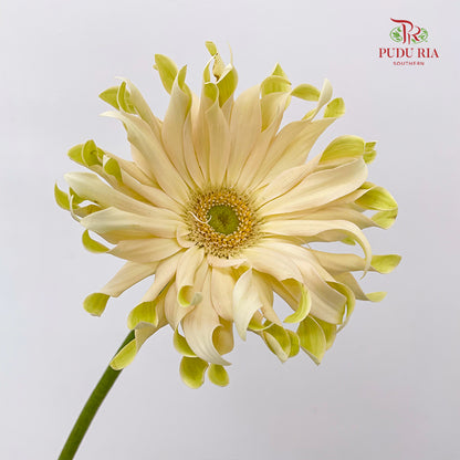 Gerbera Pasta Carbonara - (5 Stems)