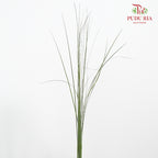 Steel Grass - Pudu Ria Florist Southern