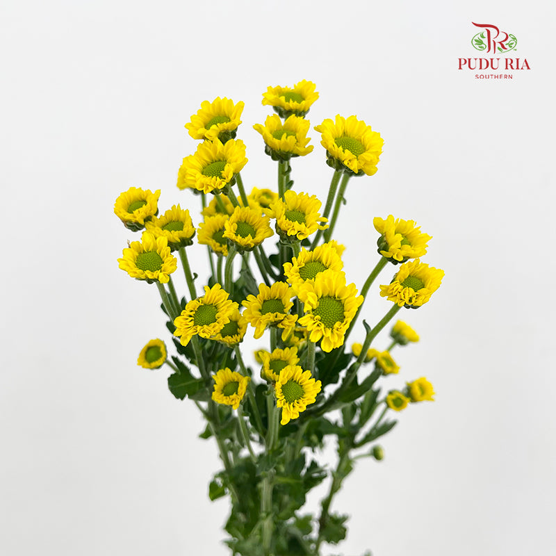 Chrysanthemum Santini / Calimero Mini Daisy Yellow