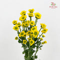 Chrysanthemum Santini / Calimero Mini Daisy Yellow