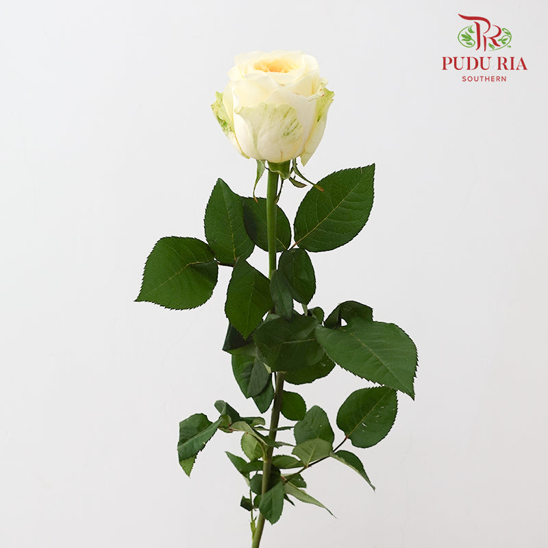 Rose Warm Jade - (8-10 Stems)