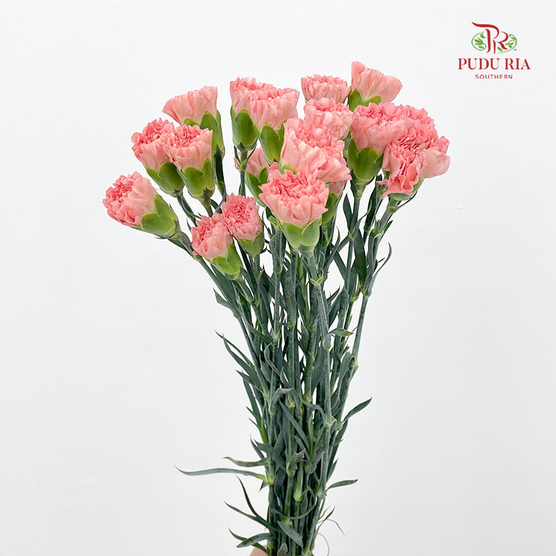 Carnation Coral Pink 康乃馨 - (18-20 Stems)