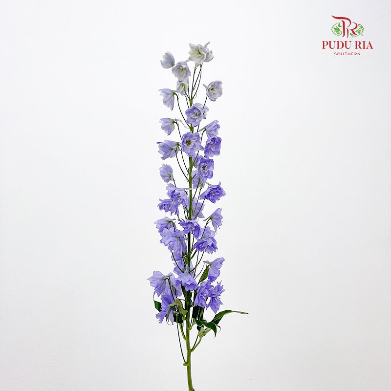 Delphinium Elatum Purple - (5 Stems)