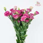 Eustoma Pink 洋桔梗 - (12-15 Stems)