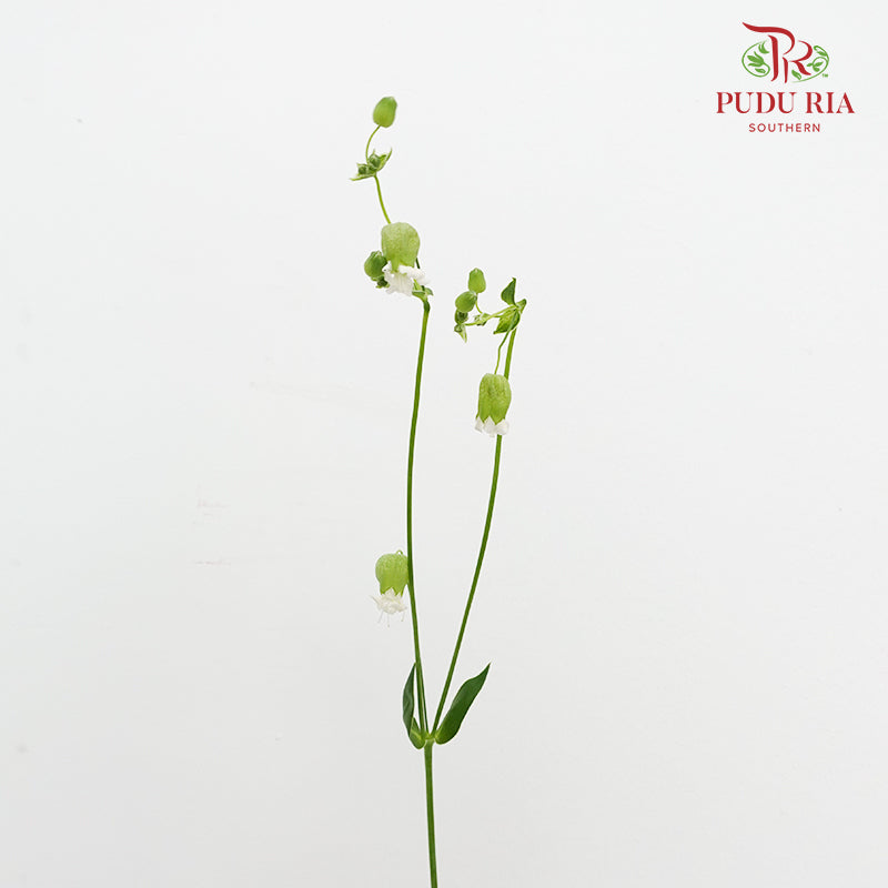 Silene 蠅子草 - (5 Stems)