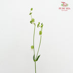Silene 蠅子草 - (5 Stems)