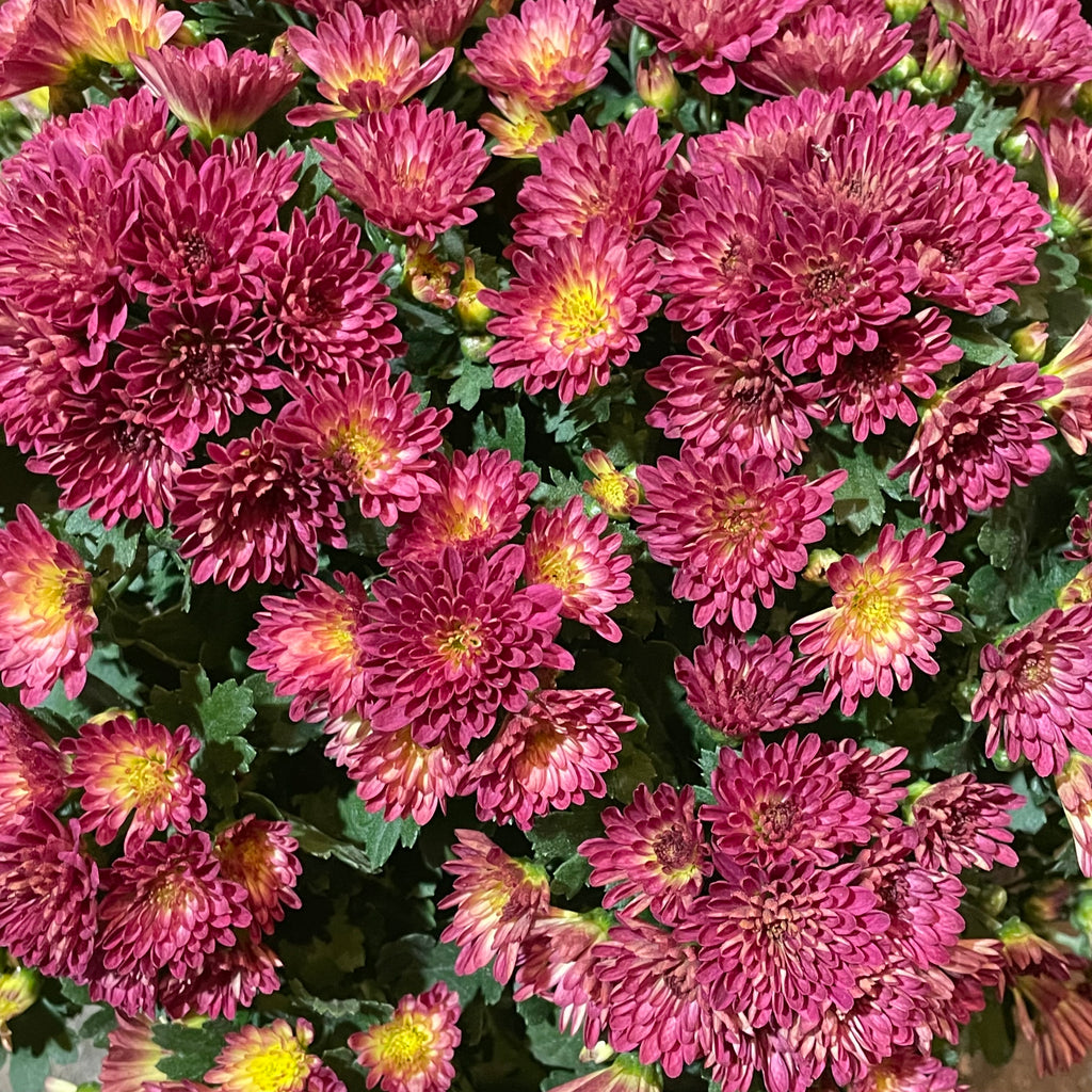 Chrysanthemum Pom-Pom 150P 菊花 2025