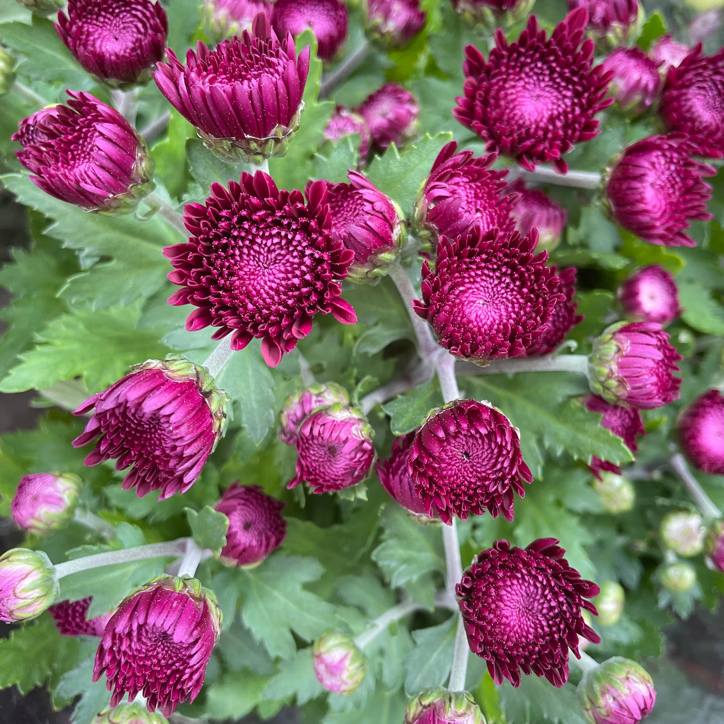 Chrysanthemum pom-pom (Small Potted) 菊花 2025