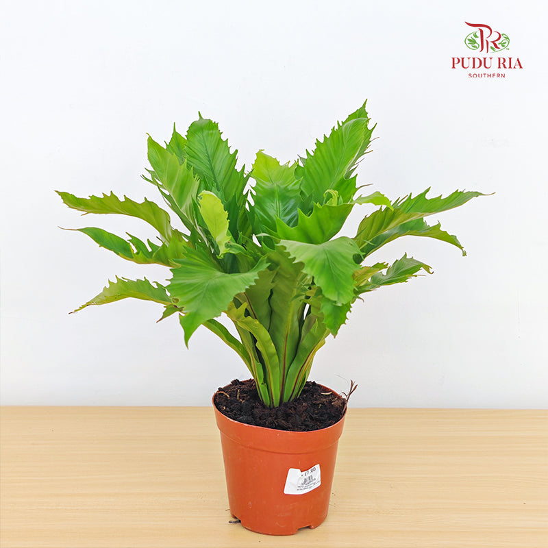 Asplenium Scolopendrium