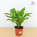 Asplenium Scolopendrium