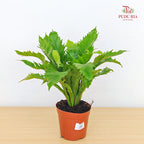 Asplenium Scolopendrium