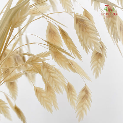 Dry Chasmanthium -Natural