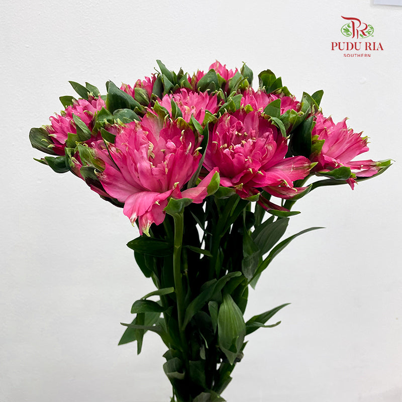 Alstroemeria Sofiena Double Petal 六出花 - (9-10 Stems)