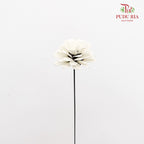 Dry Sunflower Seed Flower Pine Cone - White