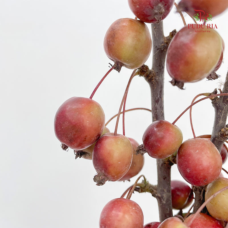 Malus Red - (Per Bundle)