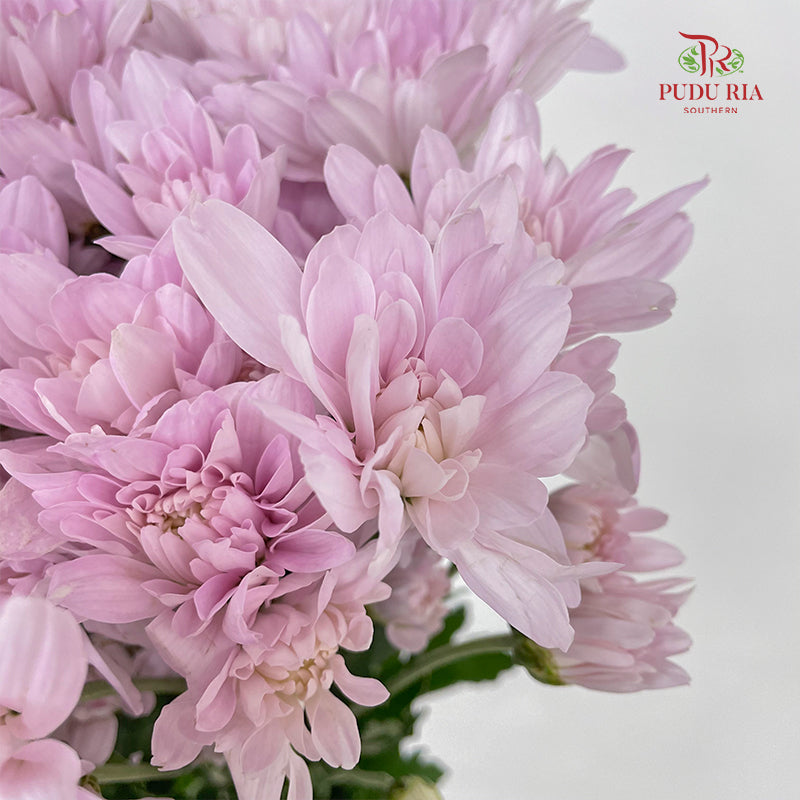 Chrysanthemum Pompom Soft Pink - (10-12 Stems)