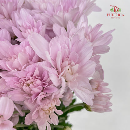 Chrysanthemum Pompom Soft Pink - (10-12 Stems)
