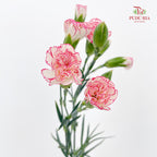 Carnation Spray Pink 多头康乃馨 - (18-20 Stems)
