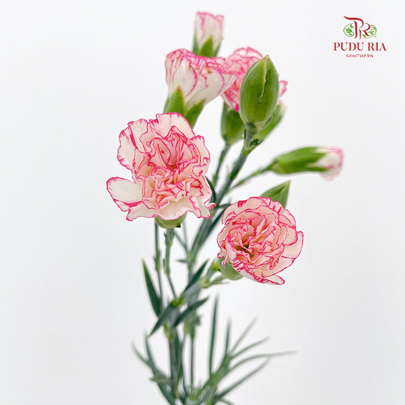 Carnation Spray 多头康乃馨 Pink - (18-20 Stems)