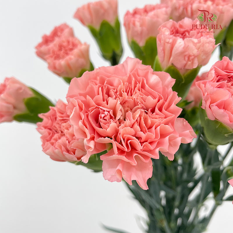 Carnation Coral Pink 康乃馨 - (18-20 Stems)