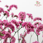 Dry Caspia - Hot Pink