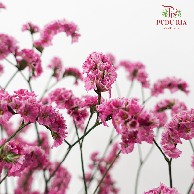 Dry Caspia - Hot Pink