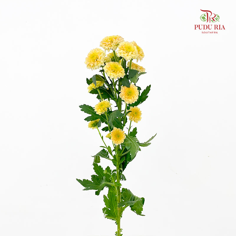 Chrysanthemum Calimero Pompom Miller salmon - (10-12 Stems)