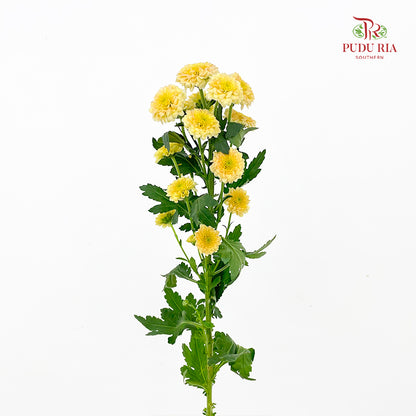 Chrysanthemum Calimero Pompom Miller salmon - (10-12 Stems)