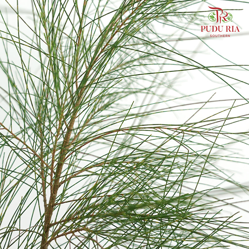 Pinus - 5 Stems - Pudu Ria Florist Southern