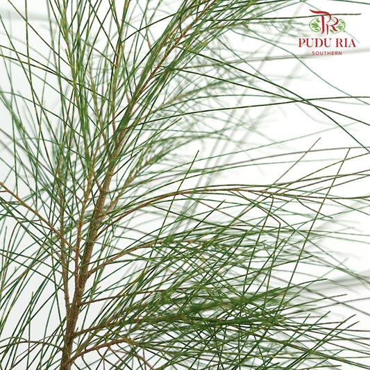 Pinus - 5 Stems - Pudu Ria Florist Southern