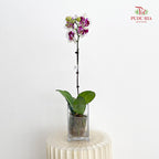 Phalaenopsis Orchid White Spot Purple Single