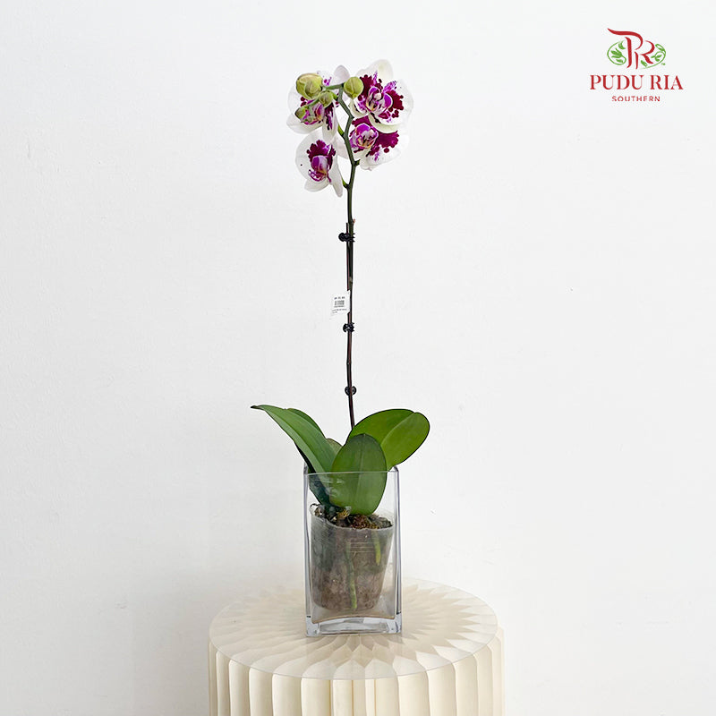 Phalaenopsis Orchid White Spot Purple Single
