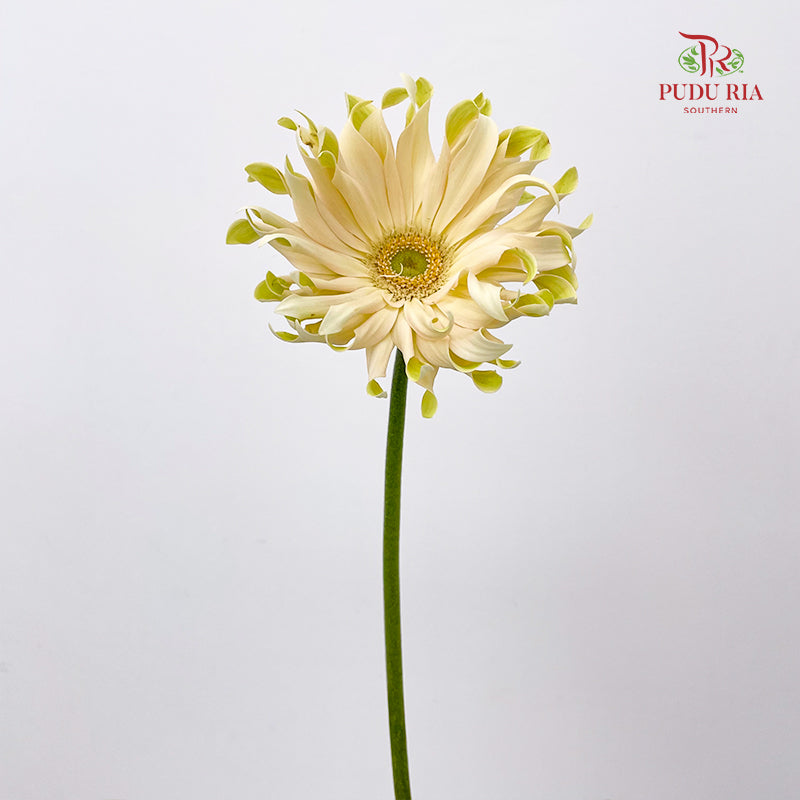 Gerbera Pasta Carbonara - (5 Stems)
