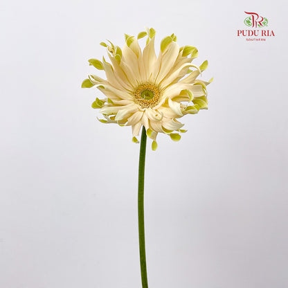 Gerbera Pasta Carbonara - (5 Stems)