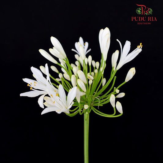 Agapanthus White 百子莲属 - (10 Stems)