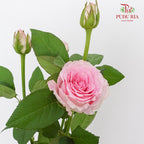 Rose Spray Dreaming (8-10 Stems) - Pudu Ria Florist Southern