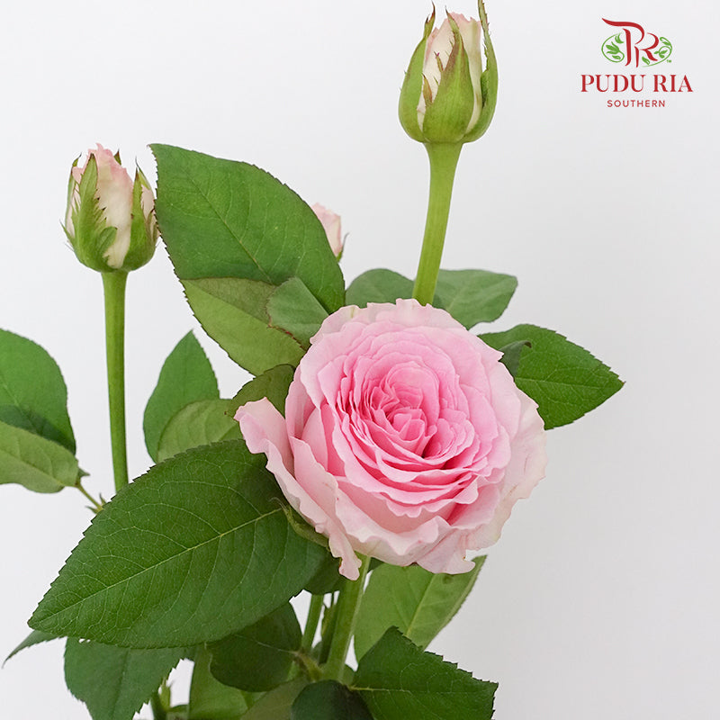 Rose Spray Dreaming (8-10 Stems) - Pudu Ria Florist Southern