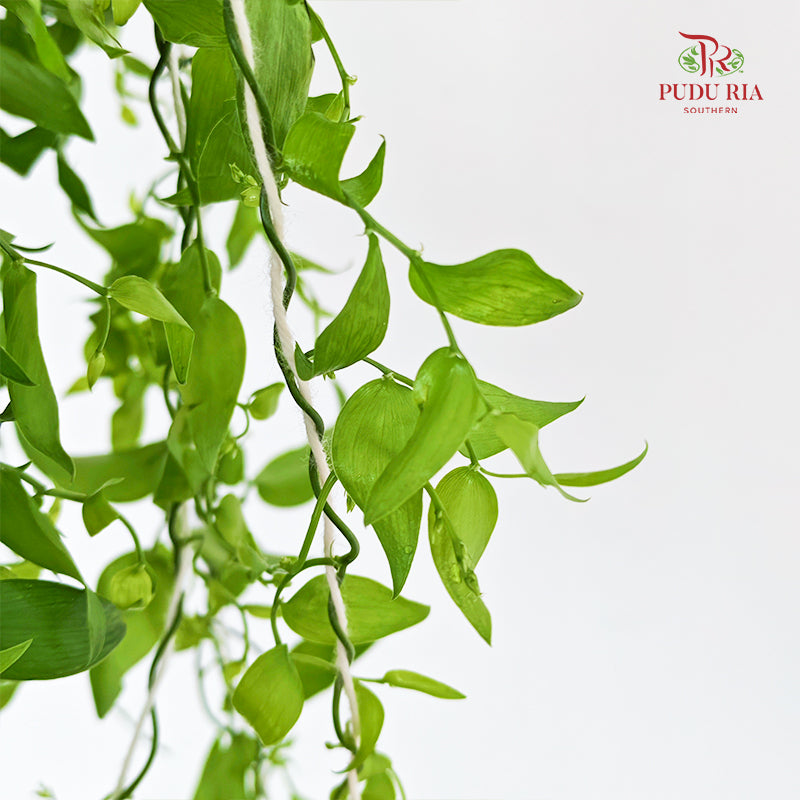 Smilax - (Per Bundle)